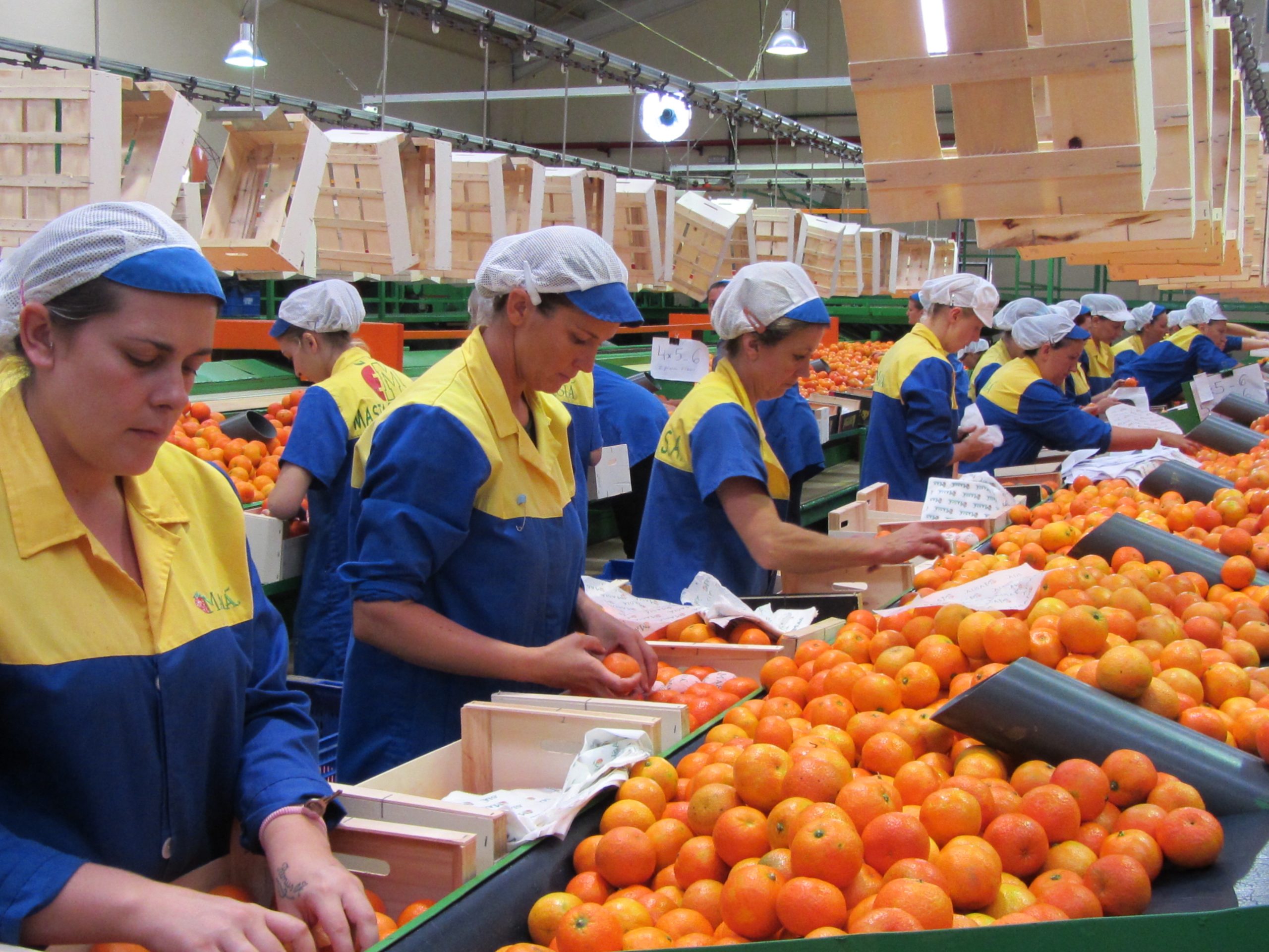 Сортировка и калибровка овощей. Завод чипсов лейс. Сортировщик фруктов на складе. Сортировка овощей. Аксентис линии переработки картофеля.