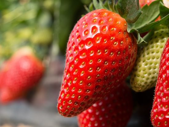 Temporada de fresas en Huelva