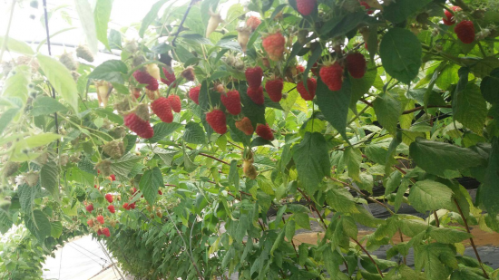 exportadores de frutos rojos