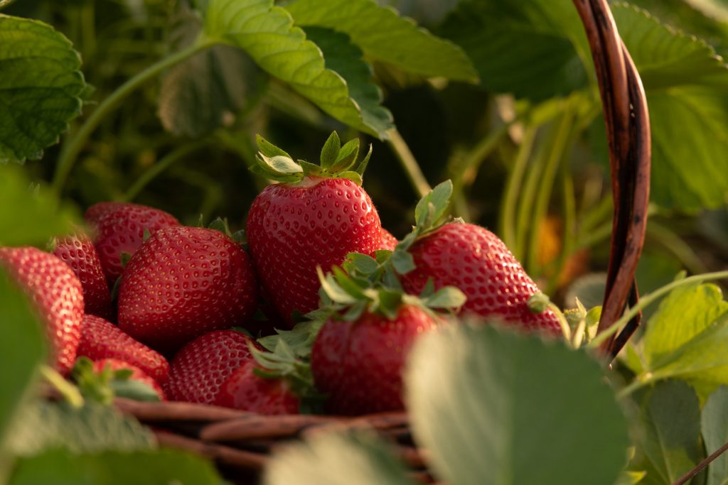 producción de frutos rojos en Andalucía