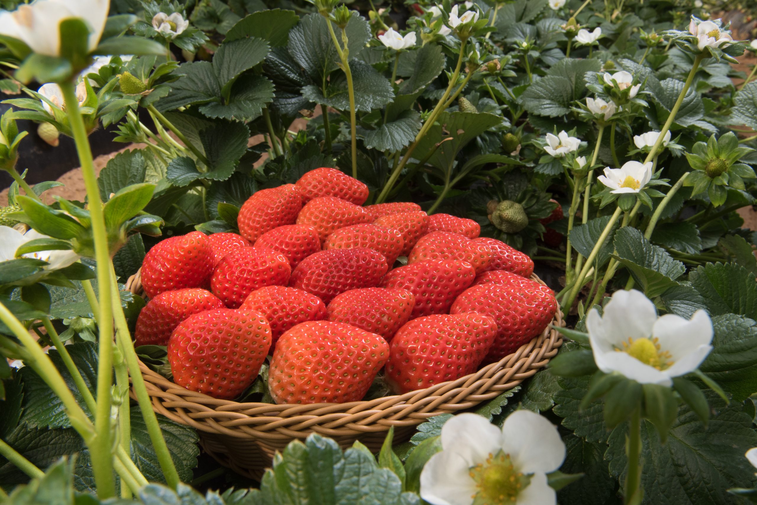 propiedades adelgazantes de los frutos rojos