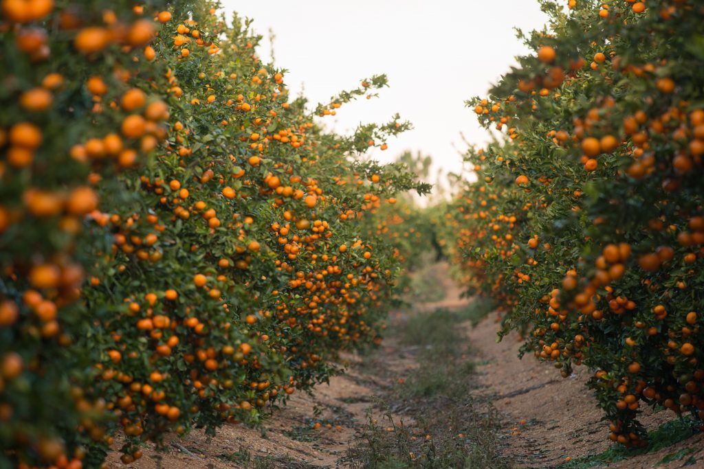 temporada de clementinas en huelva