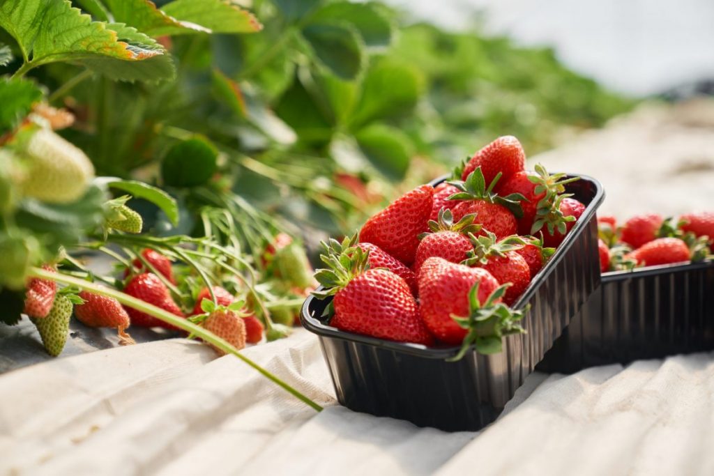 Control biologico en fresas