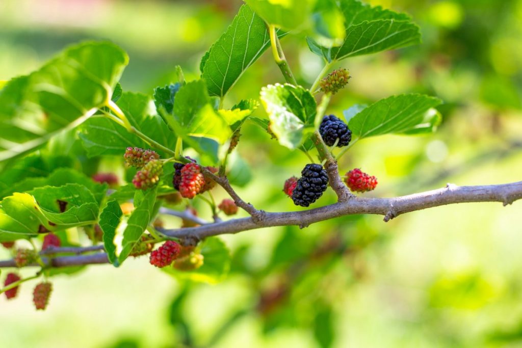 Producción de berries con residuo cero
