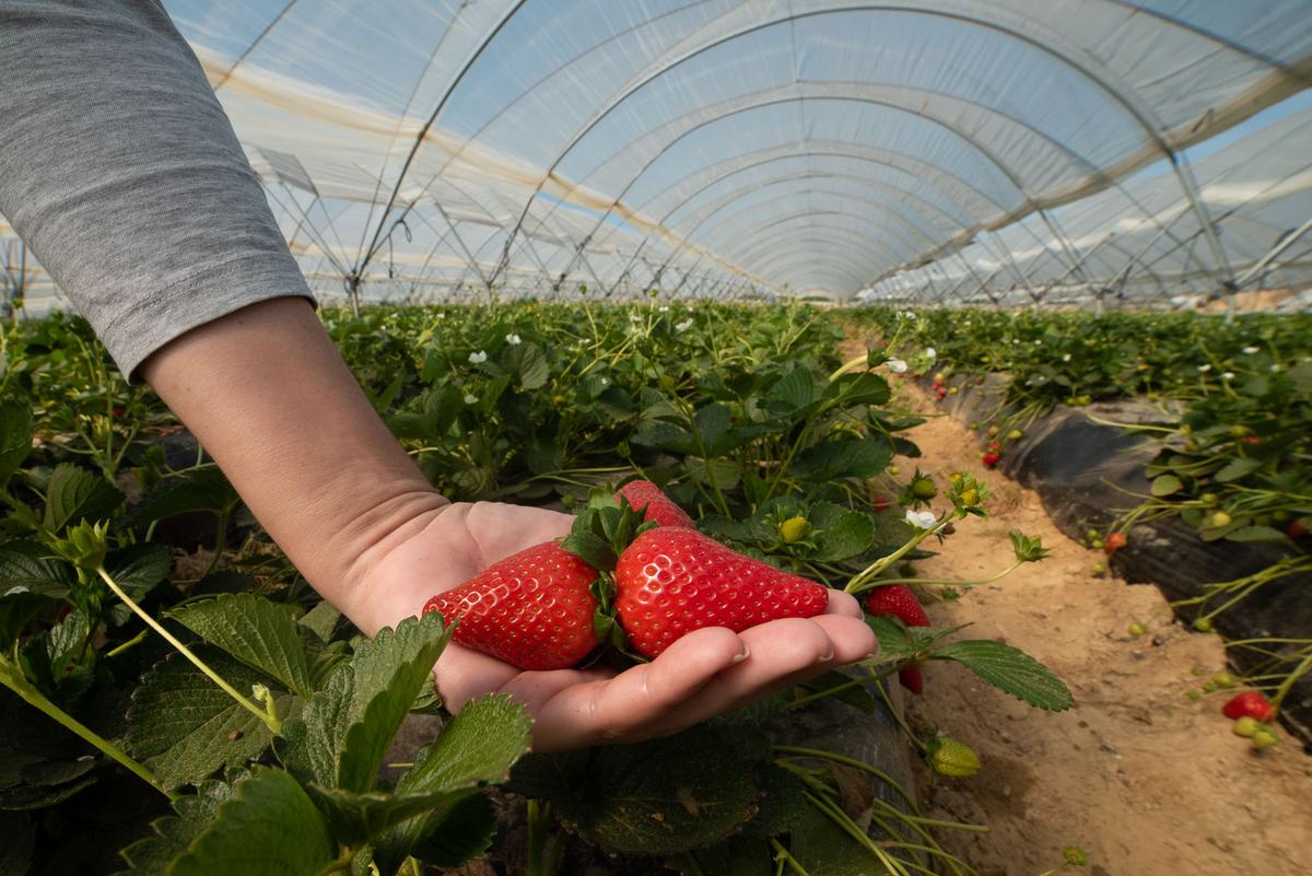 Se mantiene la superficie plantada de frutos rojos en la campaña 2022/2023 de Huelva