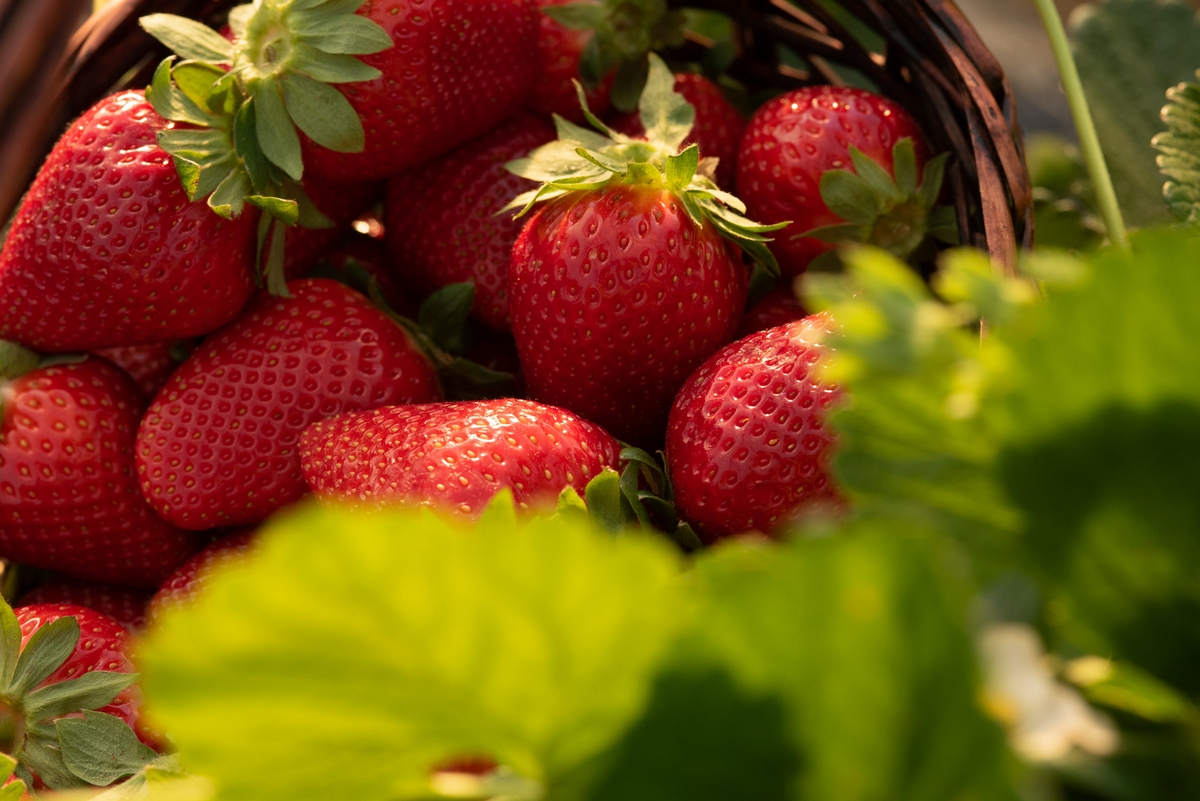 composicion varietal de la campana fresera 2022 2023 en Huelva