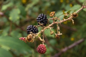 berries-sur-de-españa