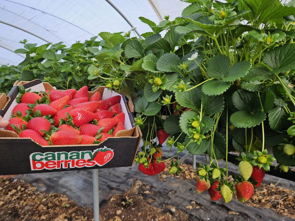 fresas canarias
