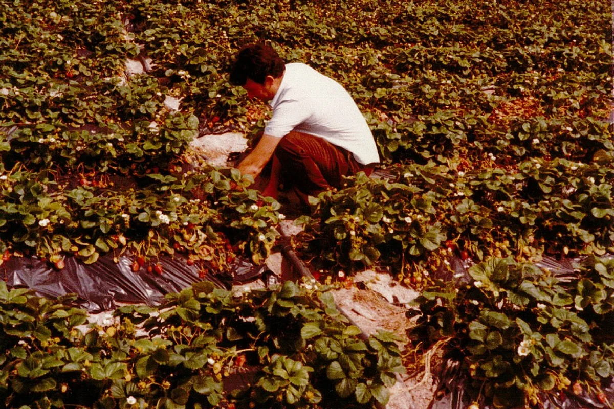 Imagen histórica de una plantación de fresón vinculada a los orígenes de Masiá Ciscar en Huelva