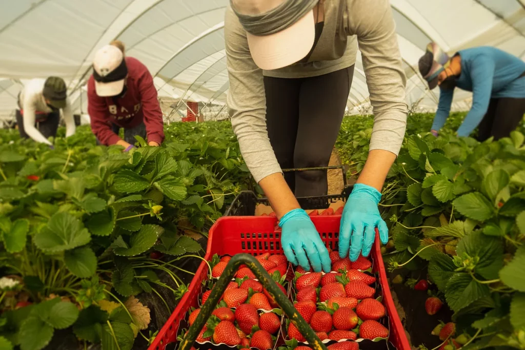 Equipo de recolección trabajando en una plantación de fresón de Masiá Ciscar en Huelva