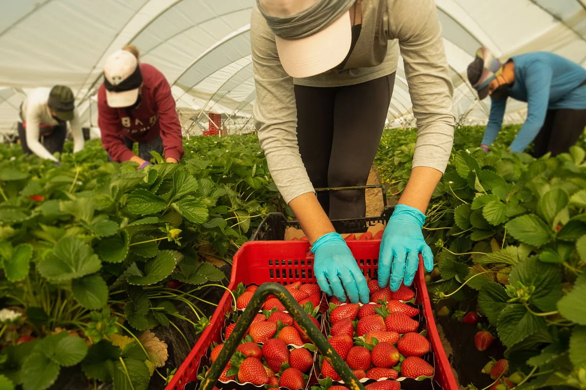 Equipo de recolección trabajando en una plantación de fresón de Masiá Ciscar en Huelva
