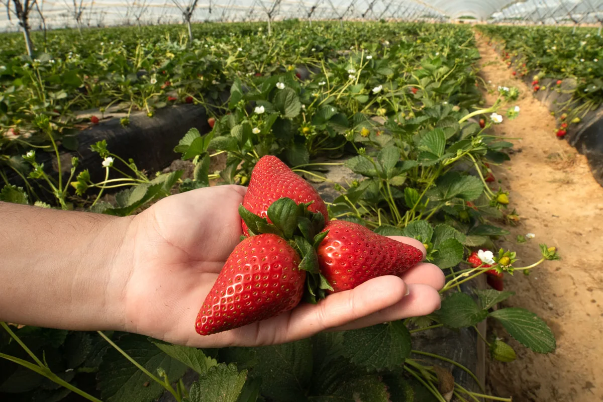 Fresones recién recolectados en una plantación de Masiá Ciscar en Huelva